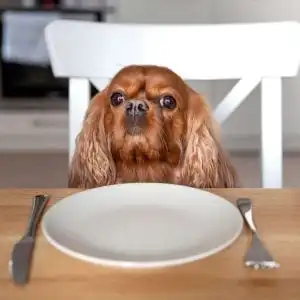 Pet Mince
